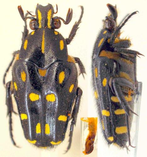 Ixorida mindoroana